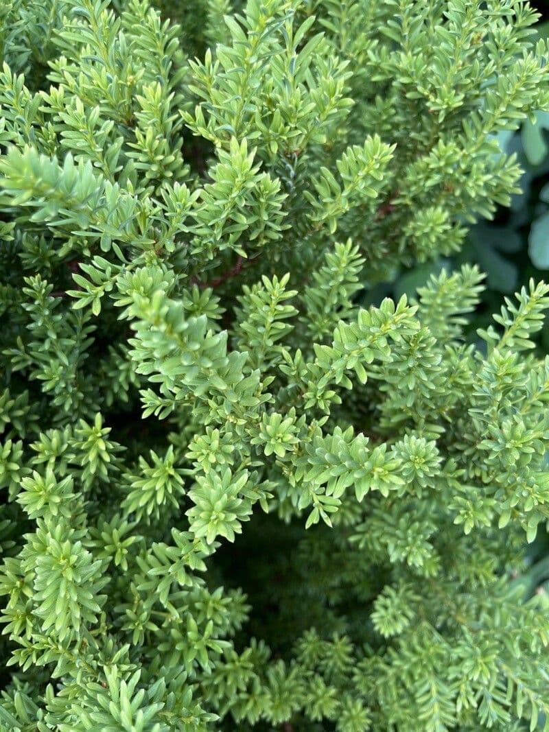 Podocarpus nivalis 6