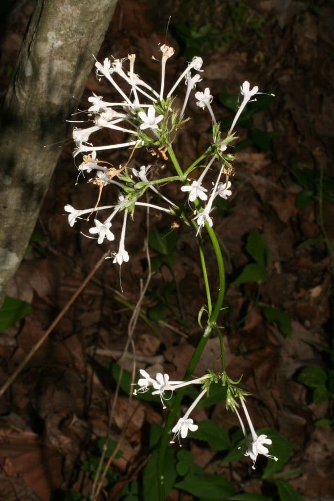 Valeriana pauciflora 9
