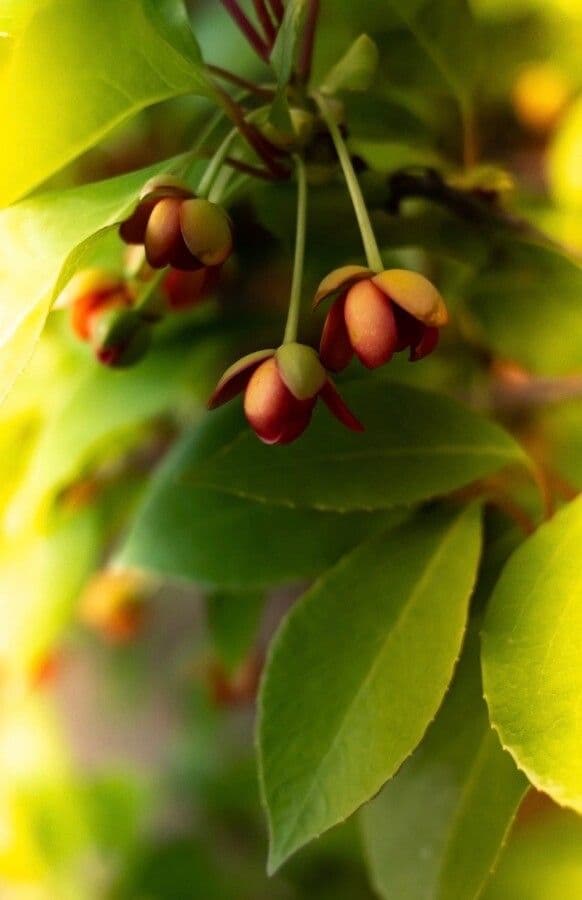 Euonymus myrianthus 10