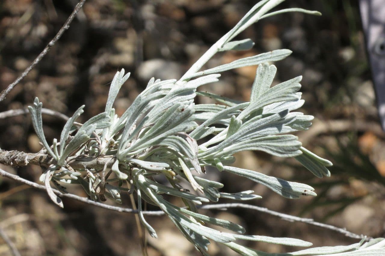 Artemisia tridentata 26