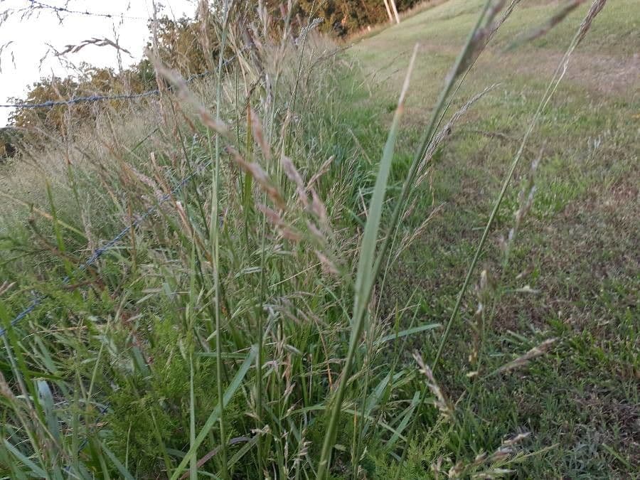 Festuca rossa 27