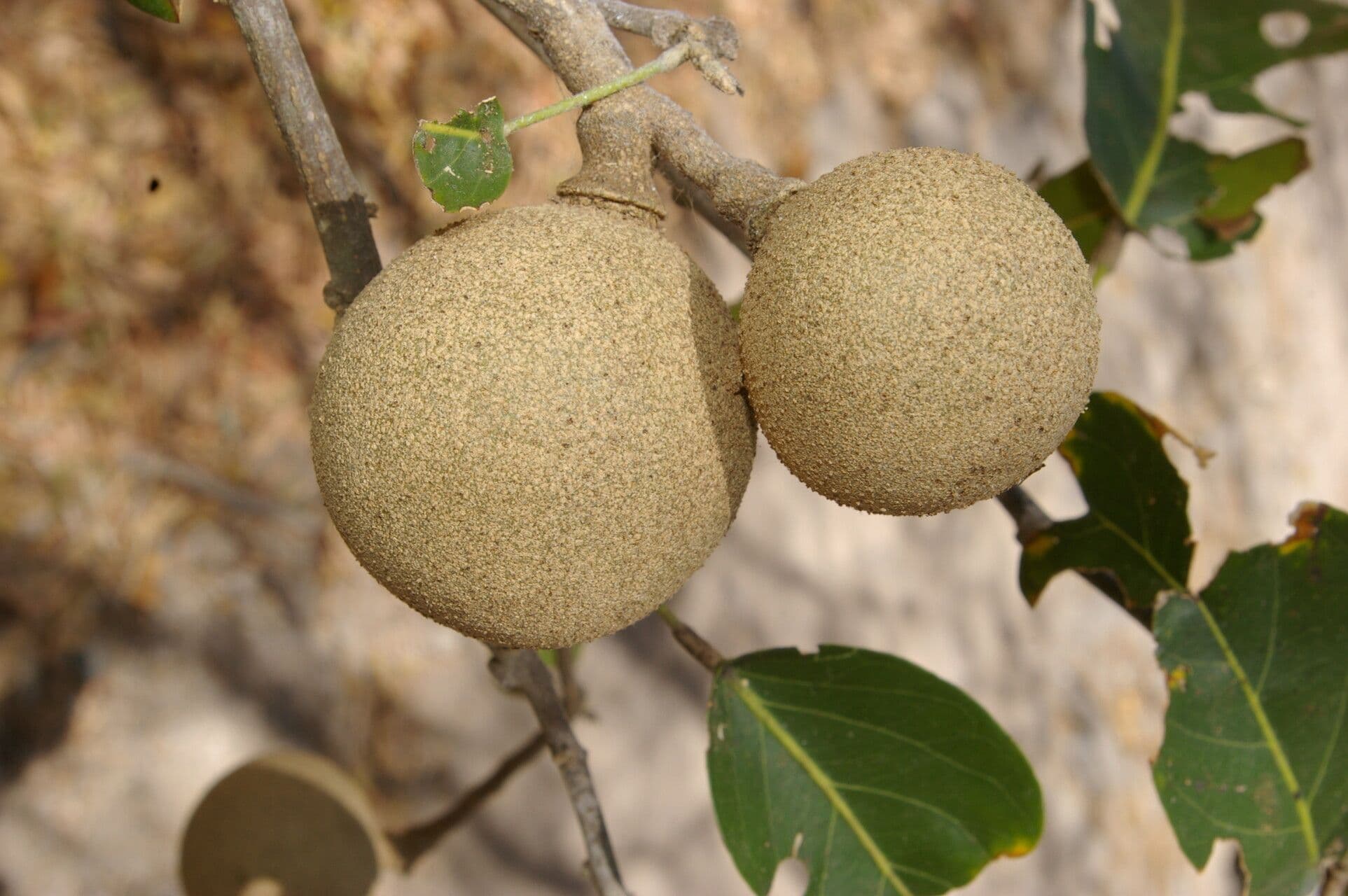 Morisonia americká
