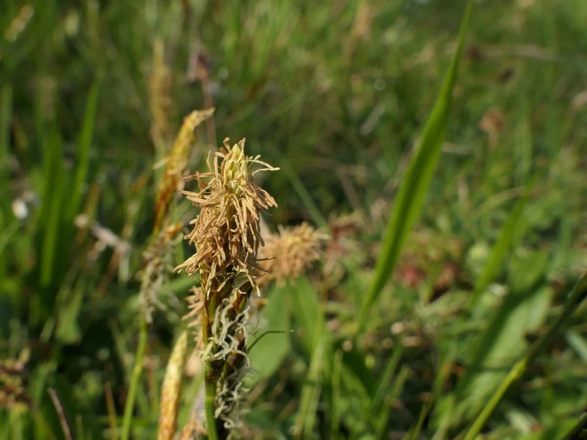 Carex depressa 5
