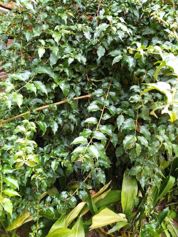 Amborella 14