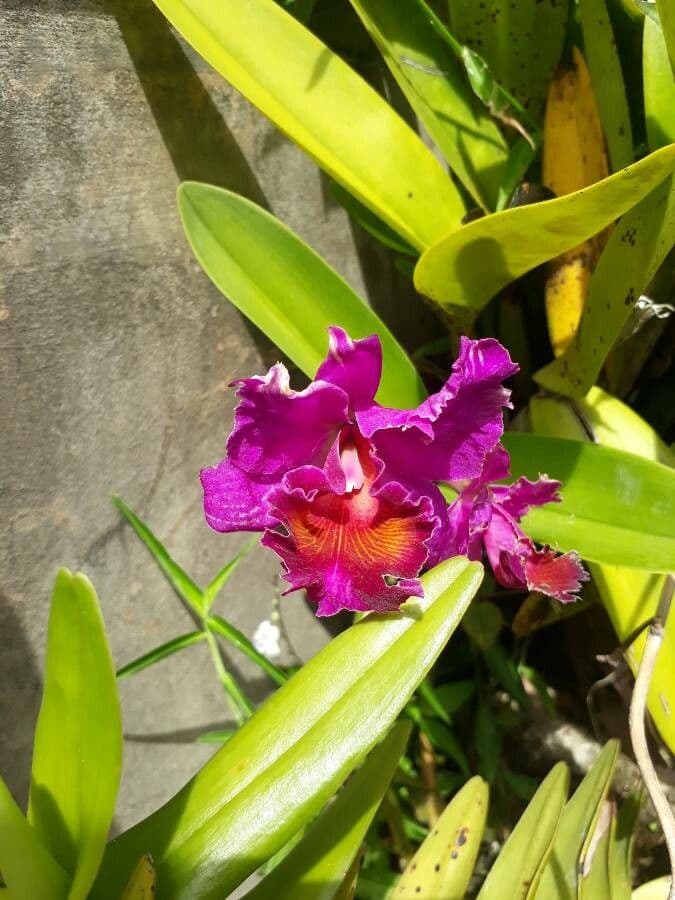 Cattleya 4