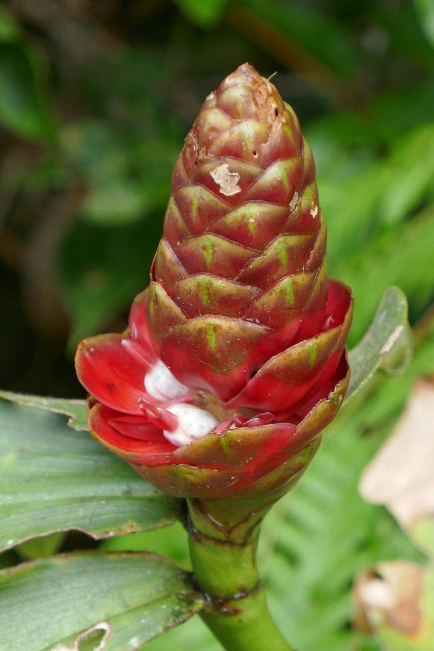 Costus spiralé 8