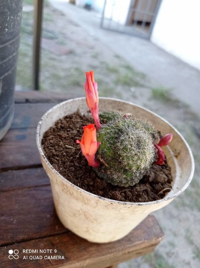 Cactus calice di rosa 12