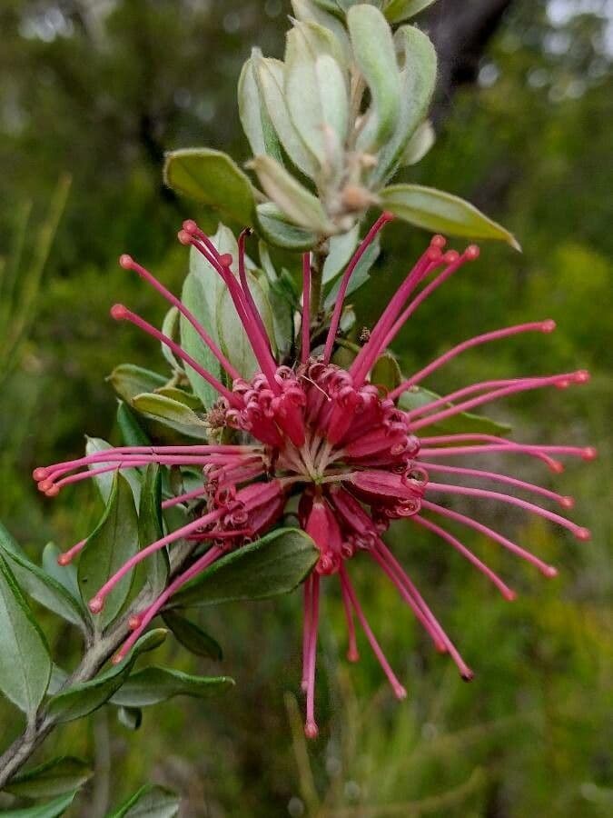 Grevillea 3