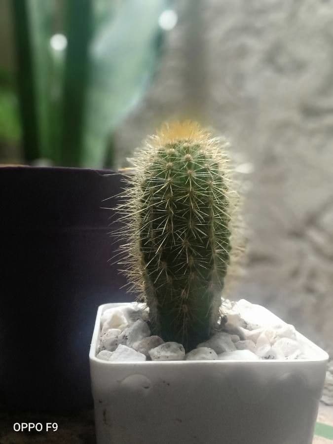 Pilosocereus 8