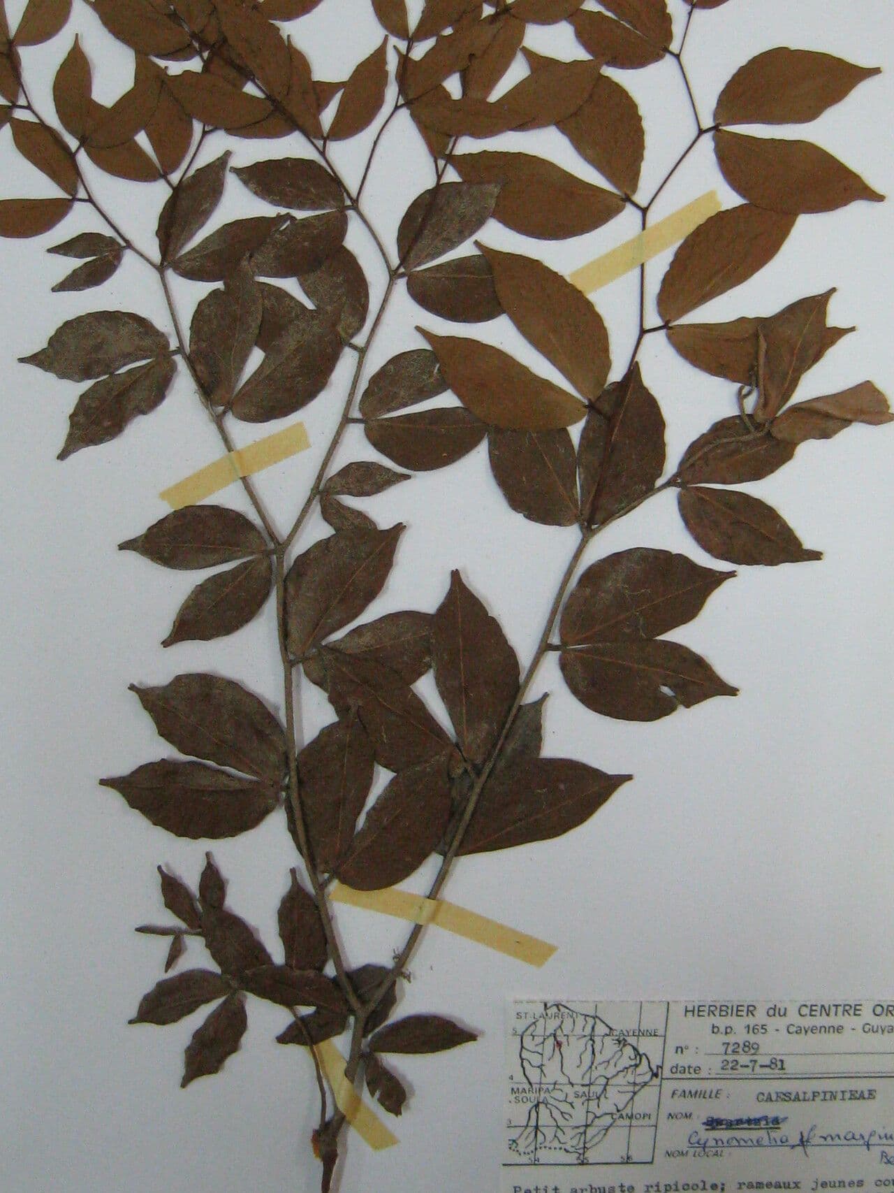 Cynometra 3