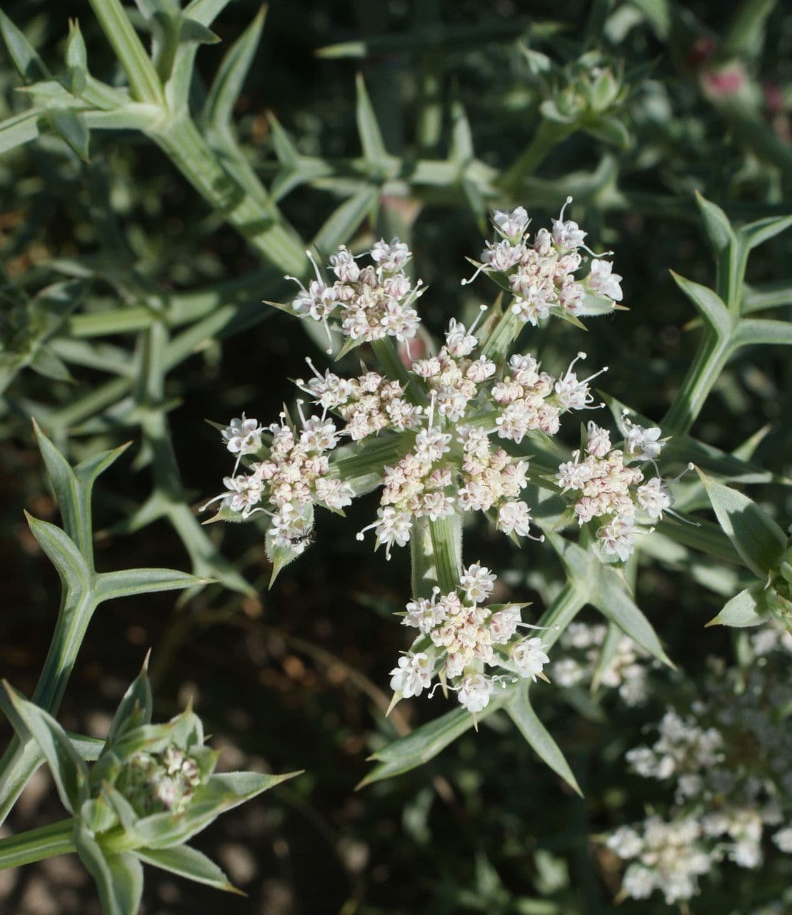 Echinophora spinosa 6