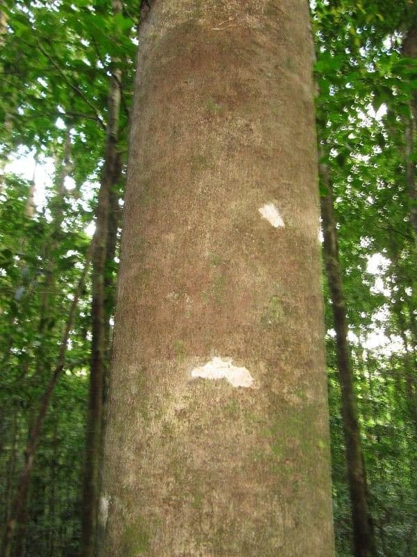 Xylopia nitida 6