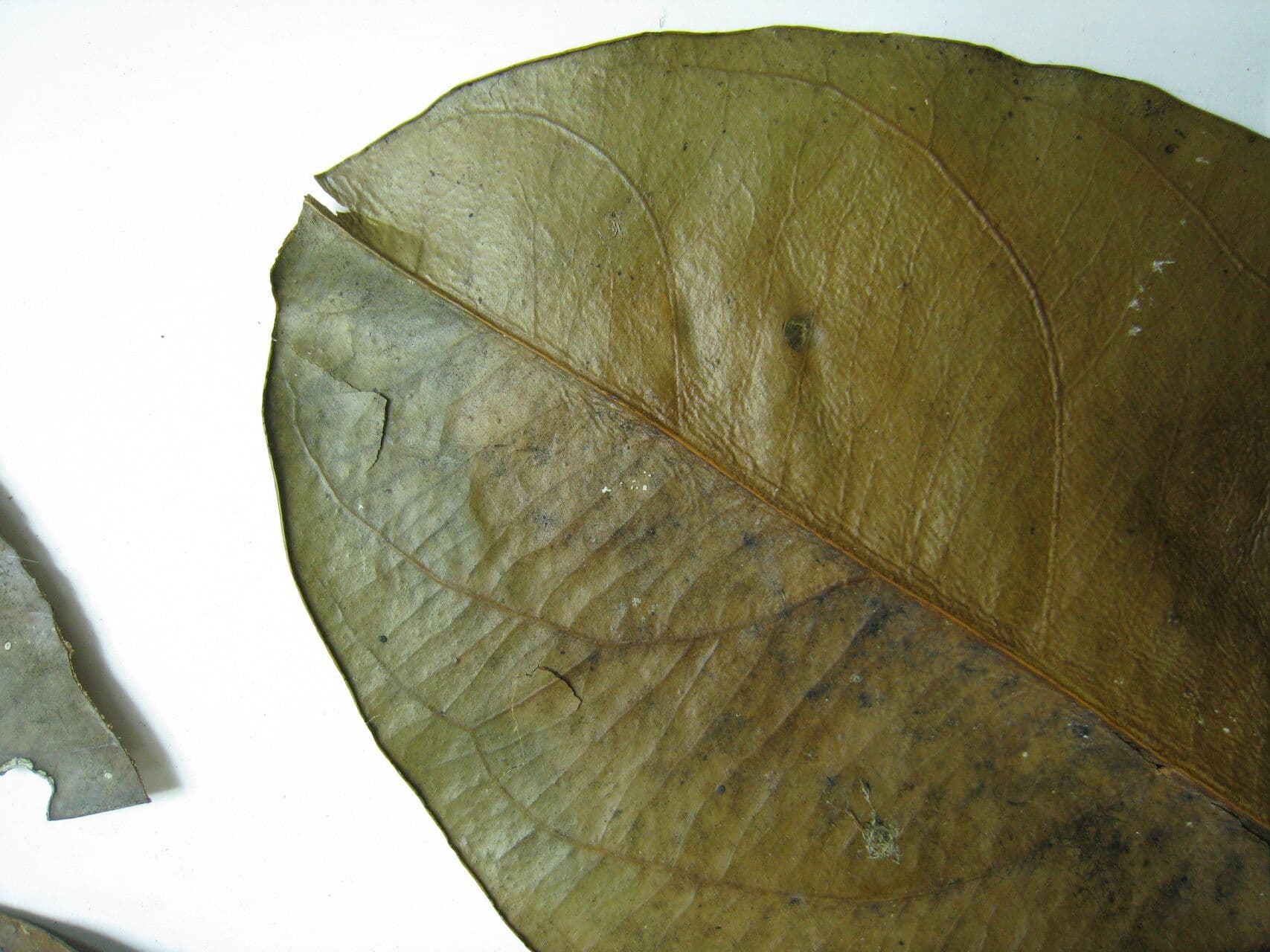 Cheiloclinium