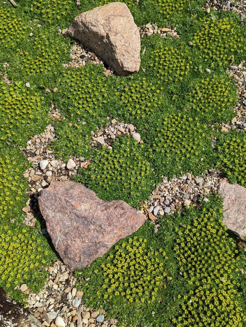 Azorella 9