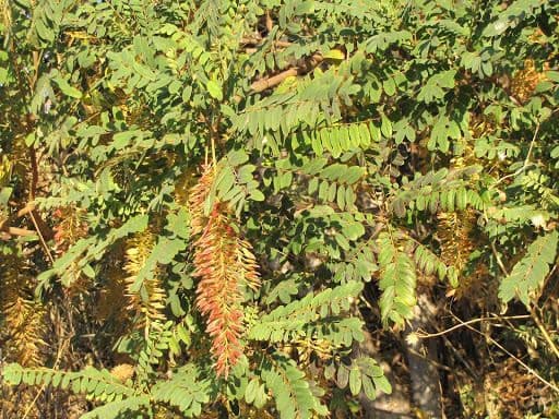 Amorphoides Alvaradoa 7