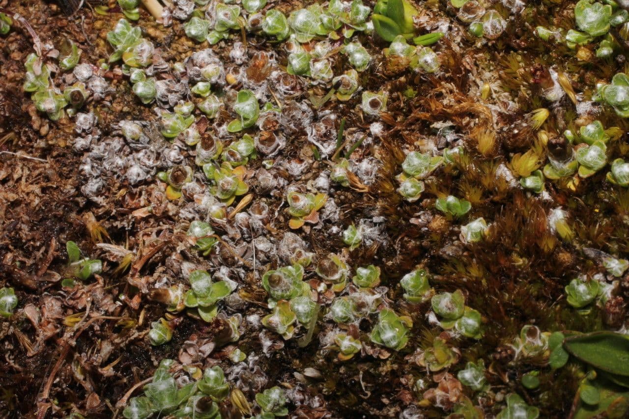 Cuatrecasasiella 3