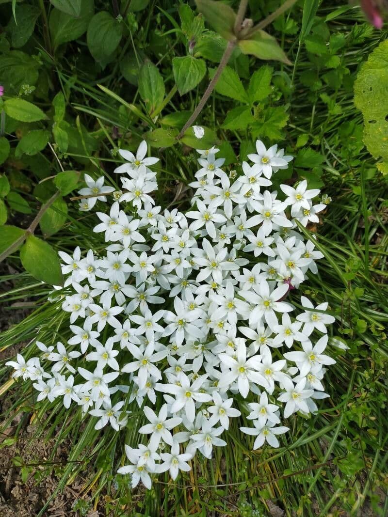 Dolden-Milchstern 29