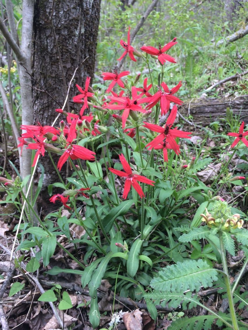 Silene virginica 18