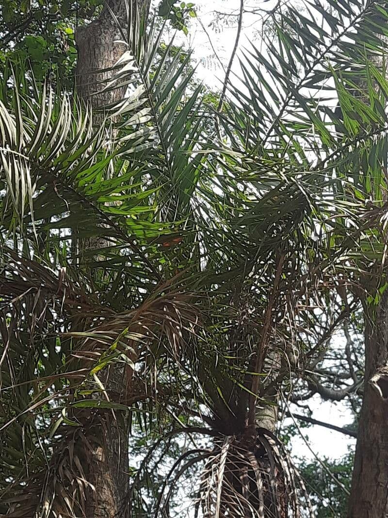Palma da datteri selvatica 10