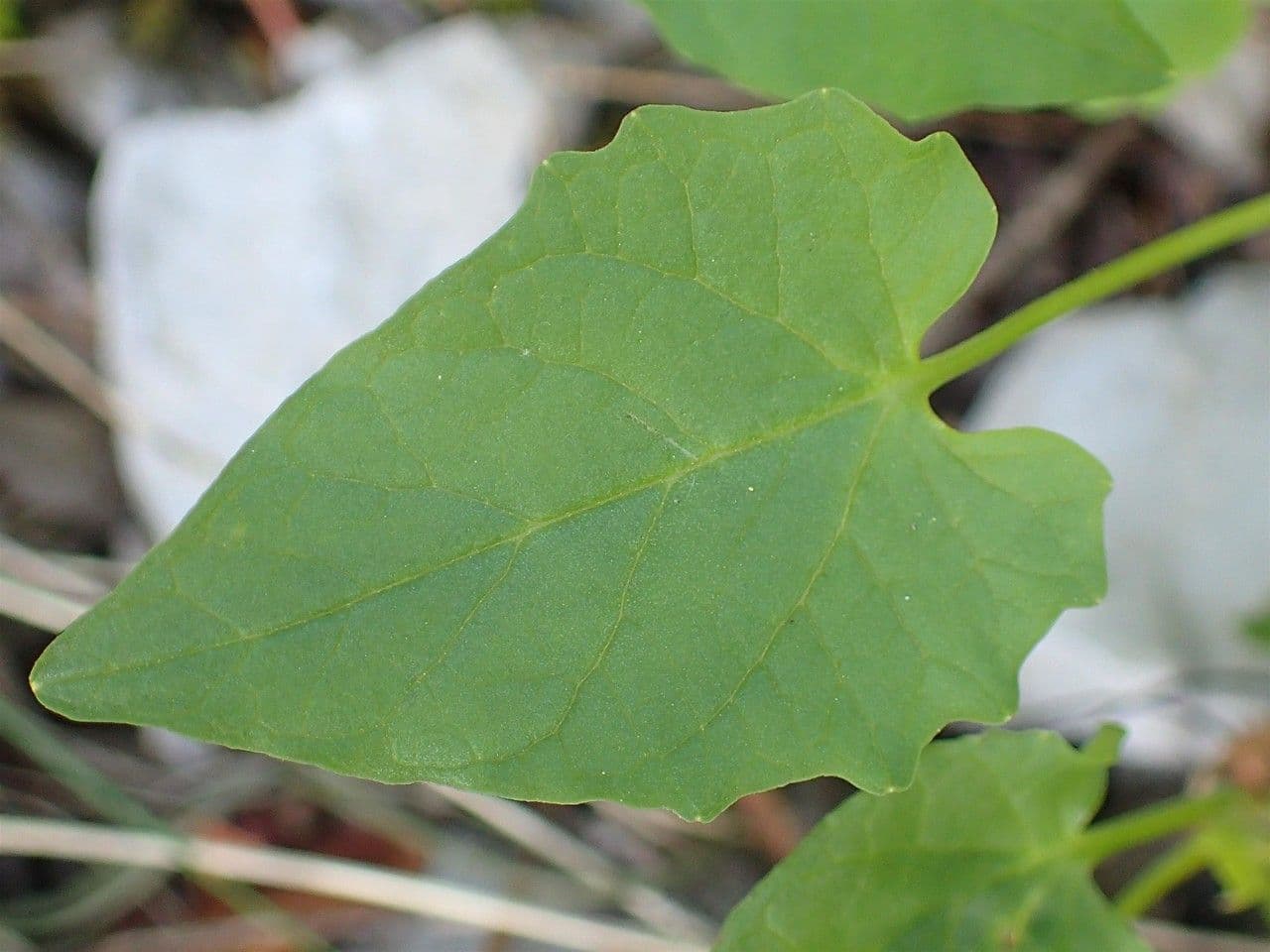 Valeriana trifogliata 16
