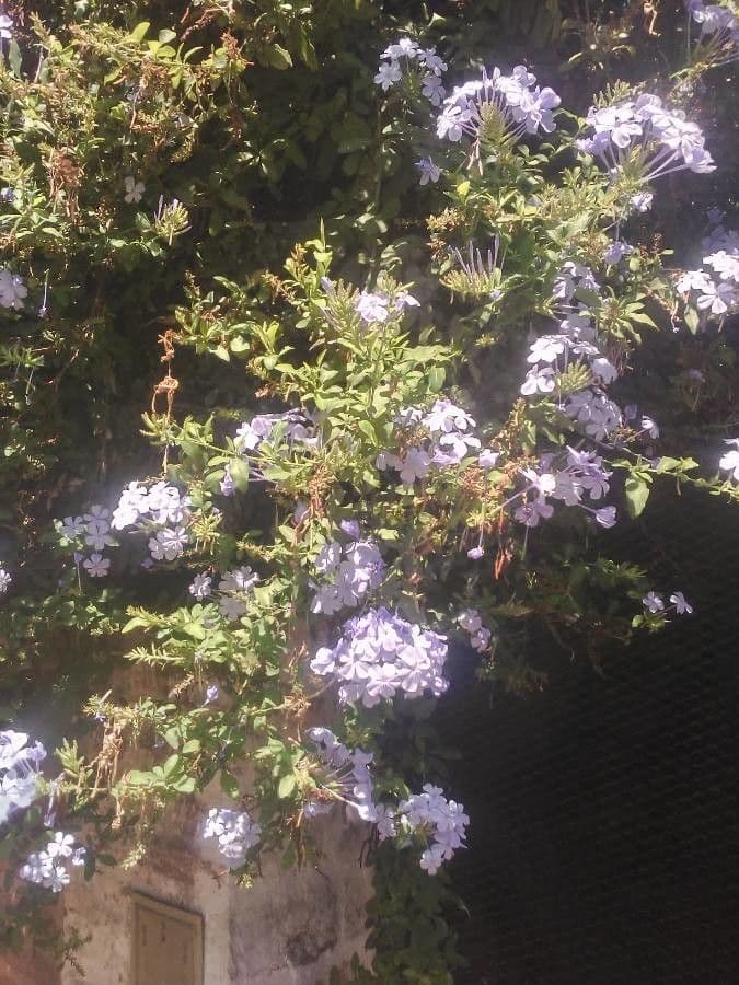 Plumbago auriculata 21