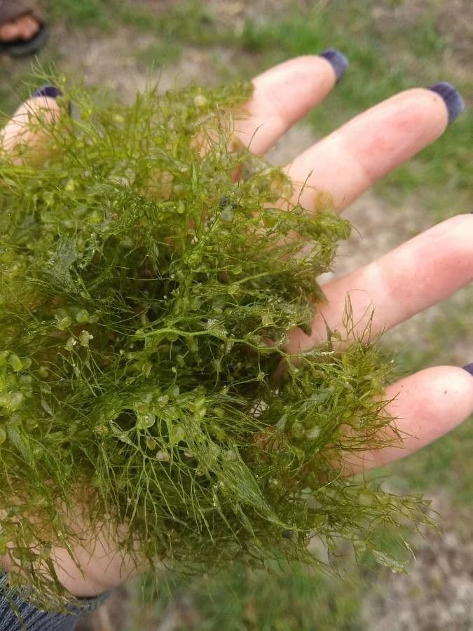 Utricularia común 15