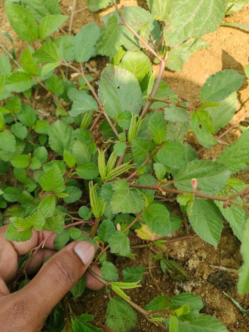 Corchorus trilocularis 3