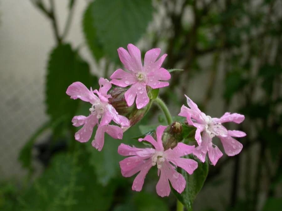 Silene dioica 6