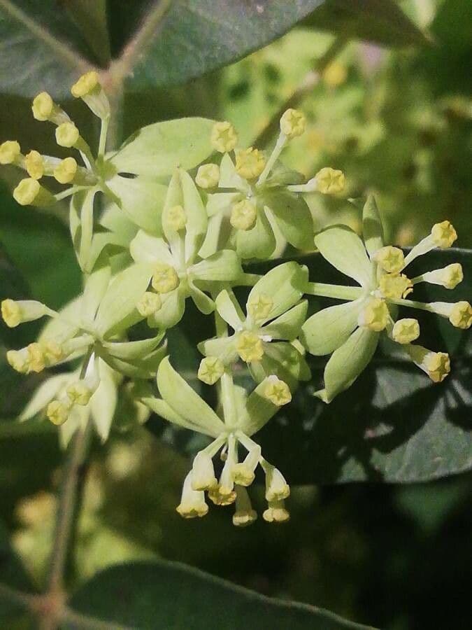 Bupleurum rotundifolium 9