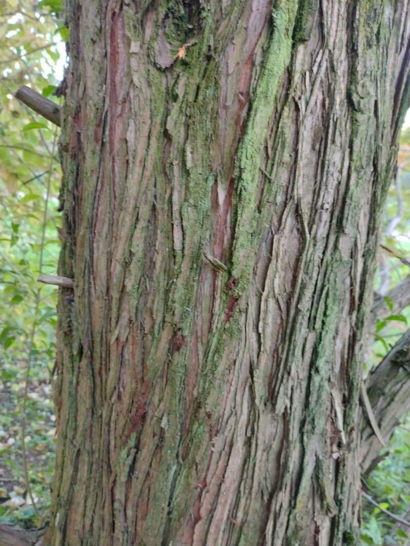 Sequoia della aurora 22