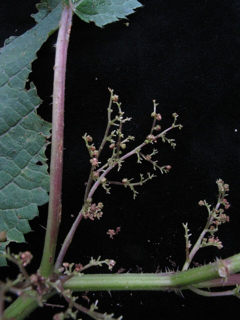 Laportea 5