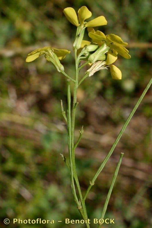 Violaciocca odorosa 26
