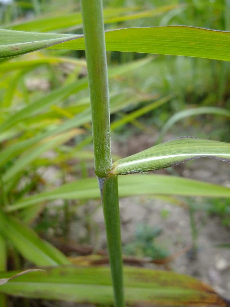 Spodiopogon sibiricus 9
