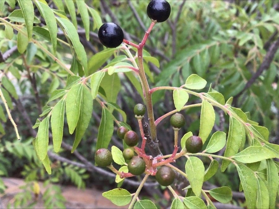 Clausena anisata