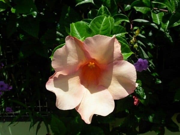 Allamanda viola 8