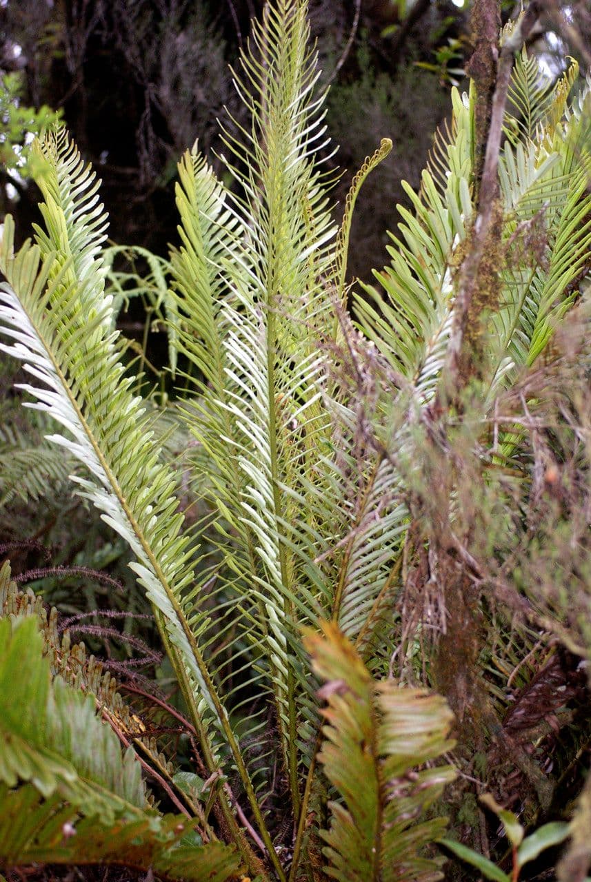 Blechnum 3