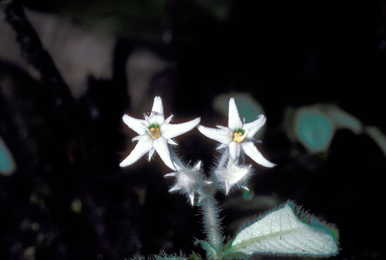 Argostemma