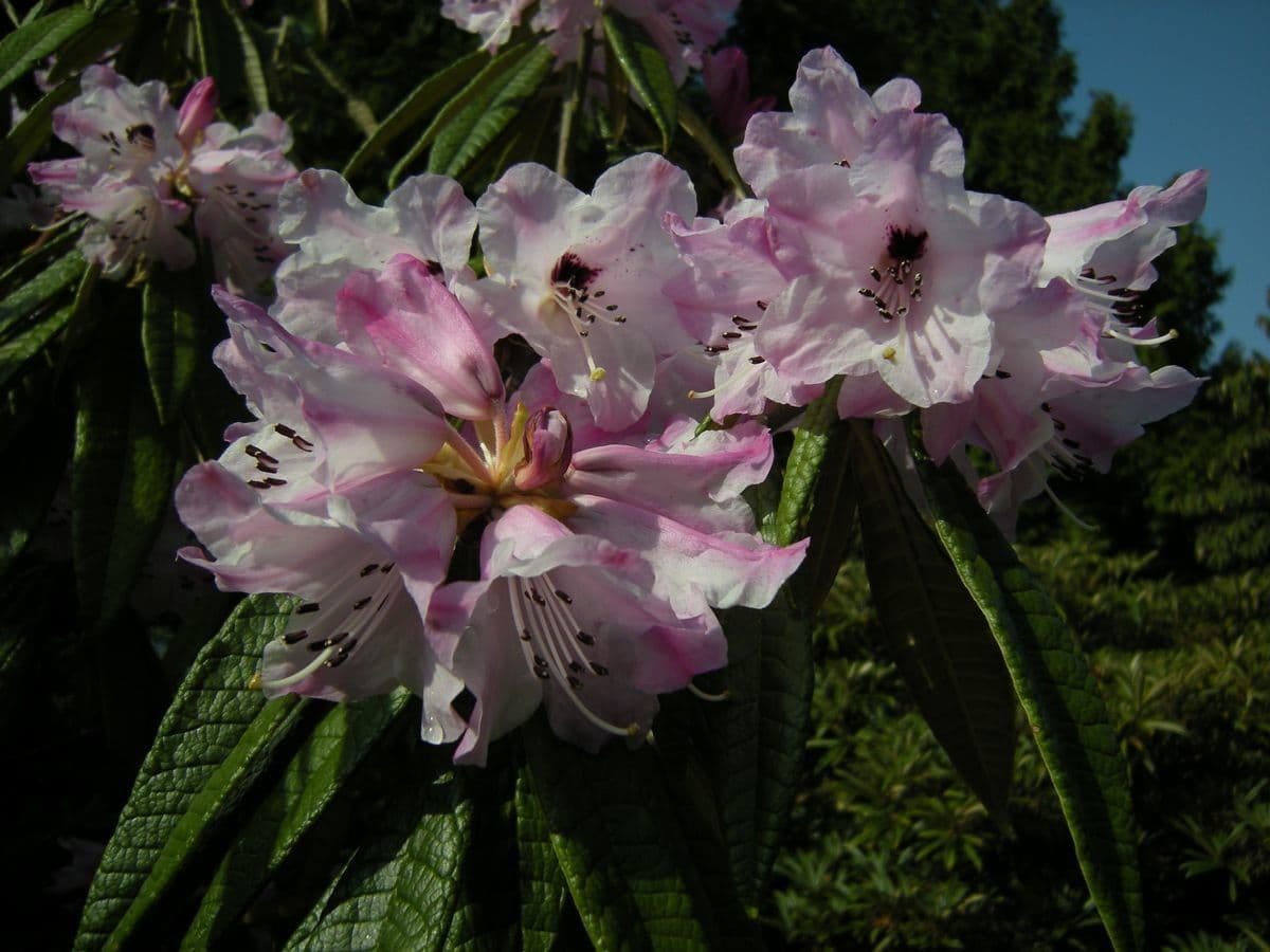 Rhododendron 3