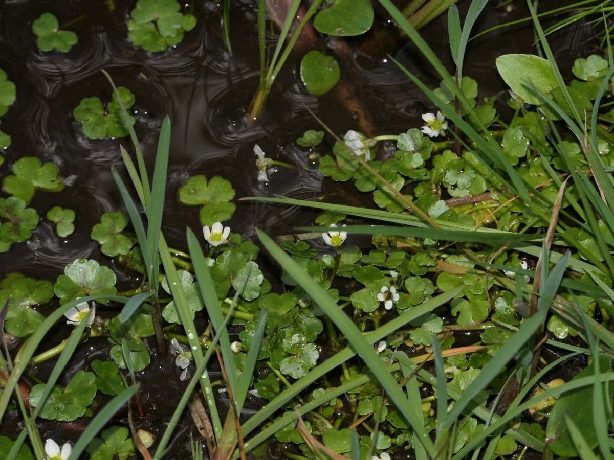 Ranunculus omiophyllus 10