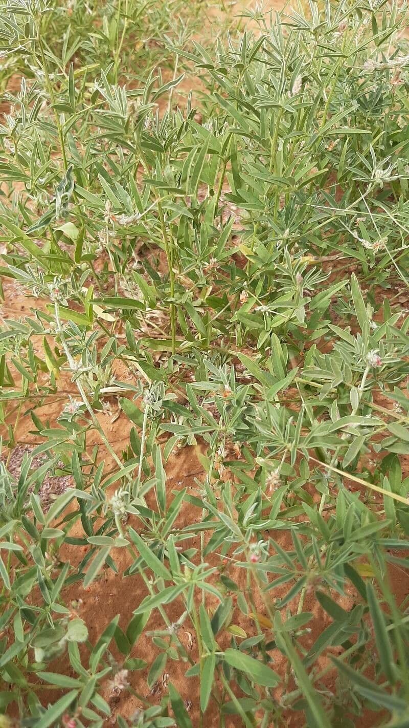 Indigofera 10