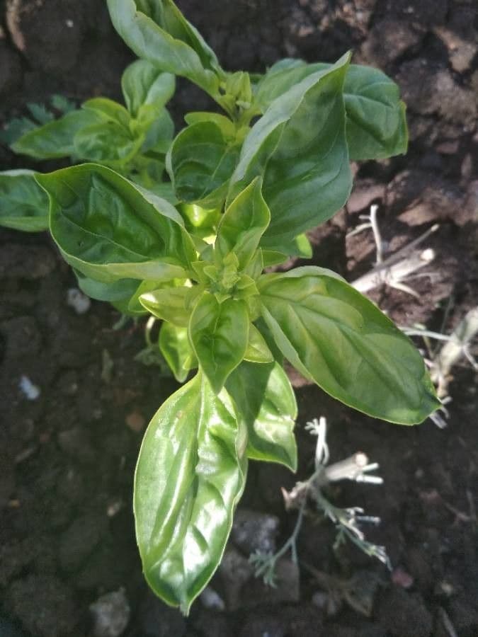 Basilic 18