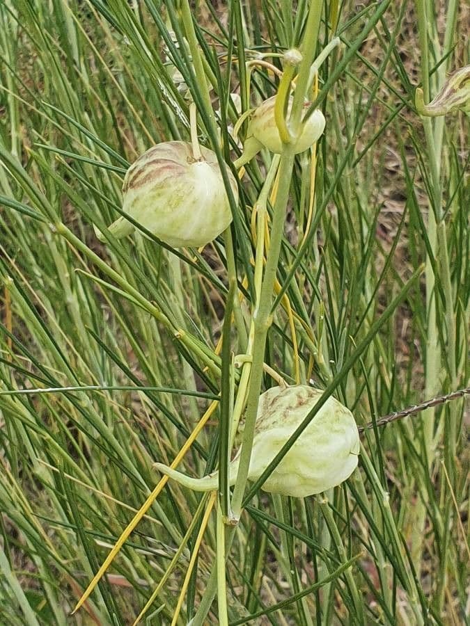 Gomphocarpus 4