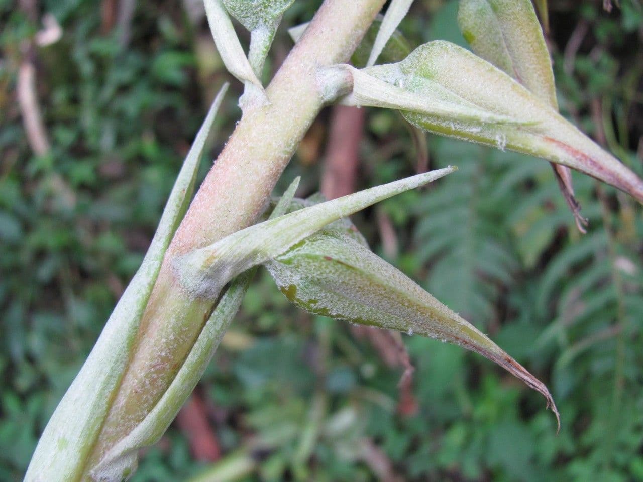 Pitcairnia 7
