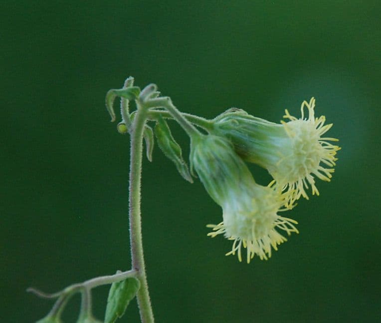 Brickellia grandiflora 2