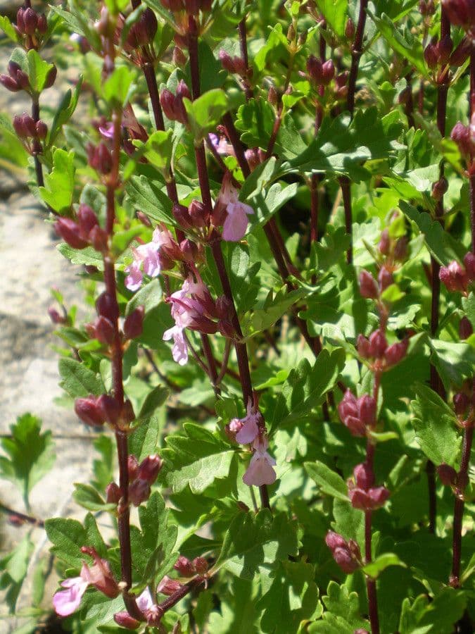 Teucrium 22