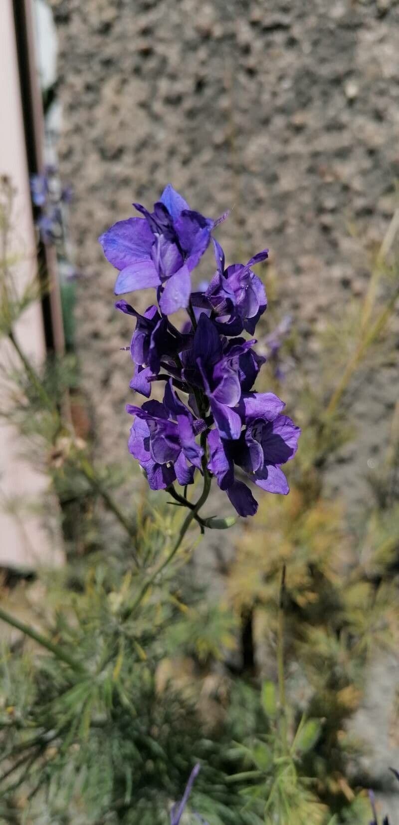 Mazzetto fisso 4