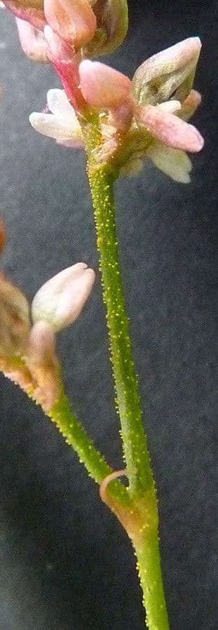 Persicaria de hoja de acedera 30