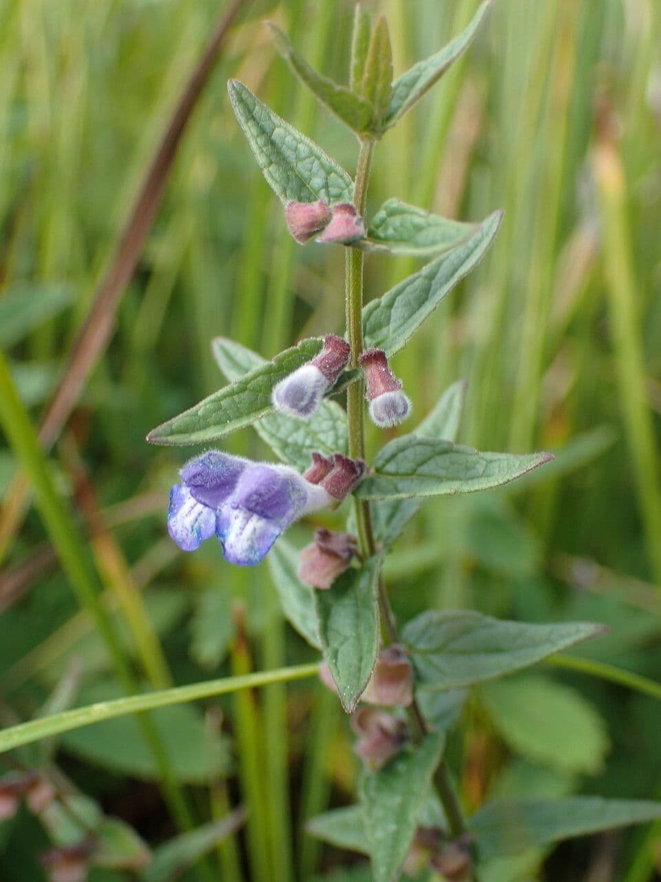 Scutellaria comune 29