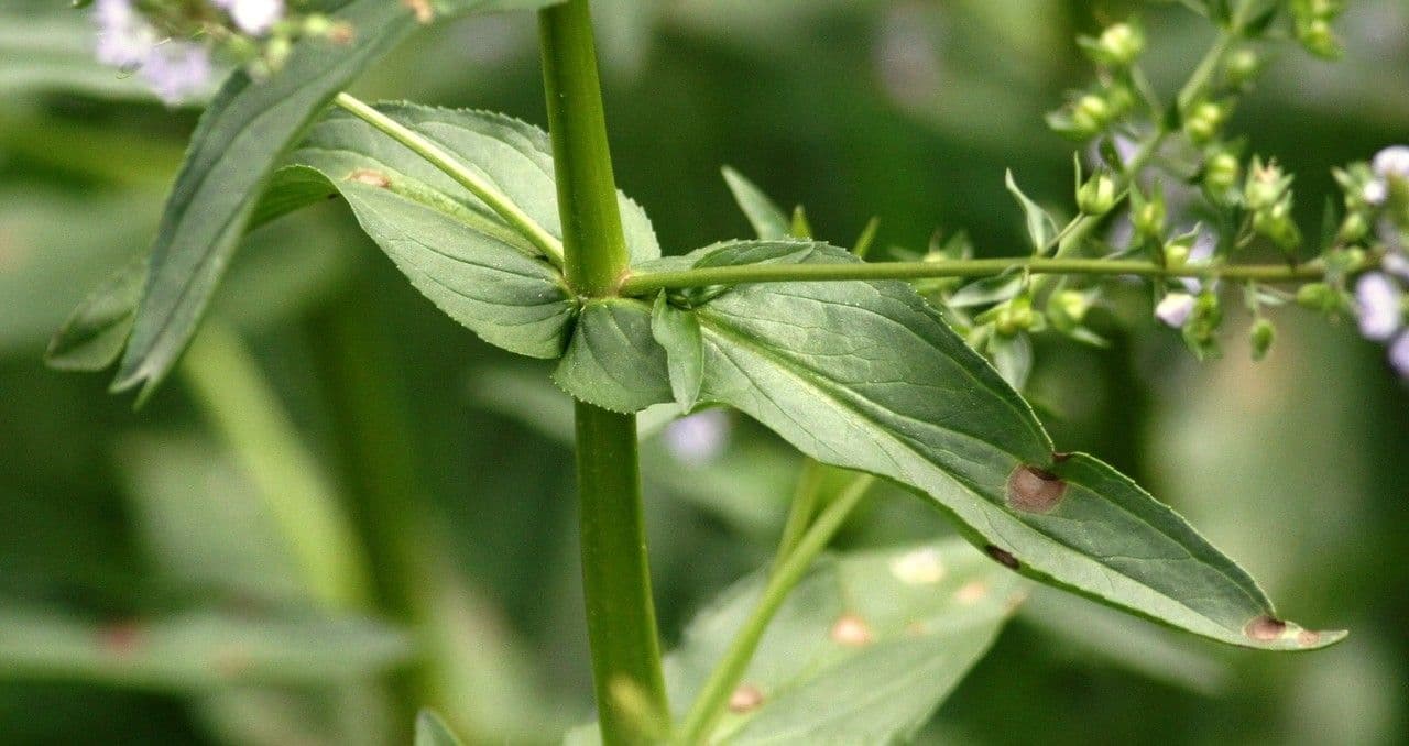 Veronica acquatica 21