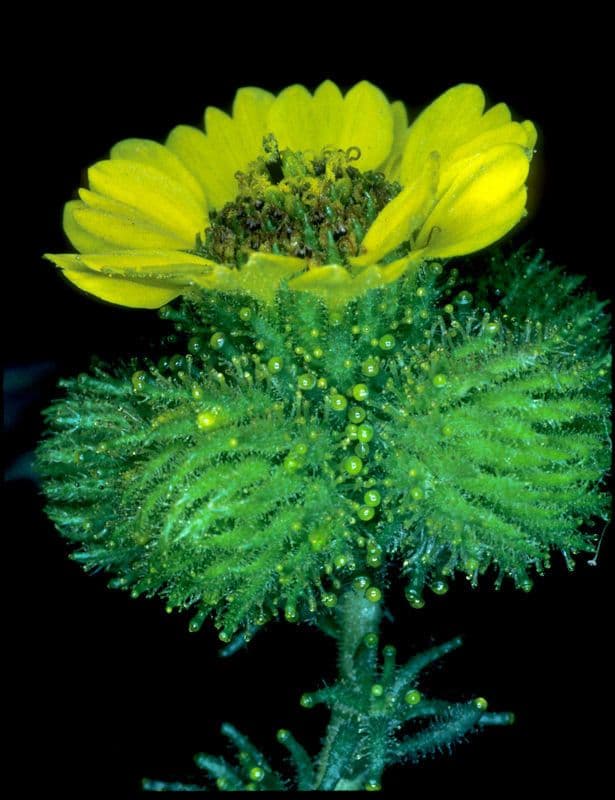 Holocarpha macradenia